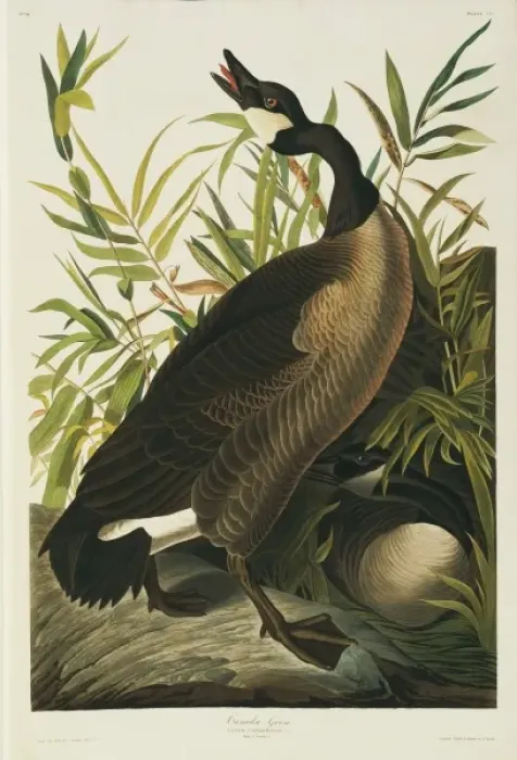 Framed Print : Branta canadensis, Canada goose Framed Print : Branta canadensis, Canada goose