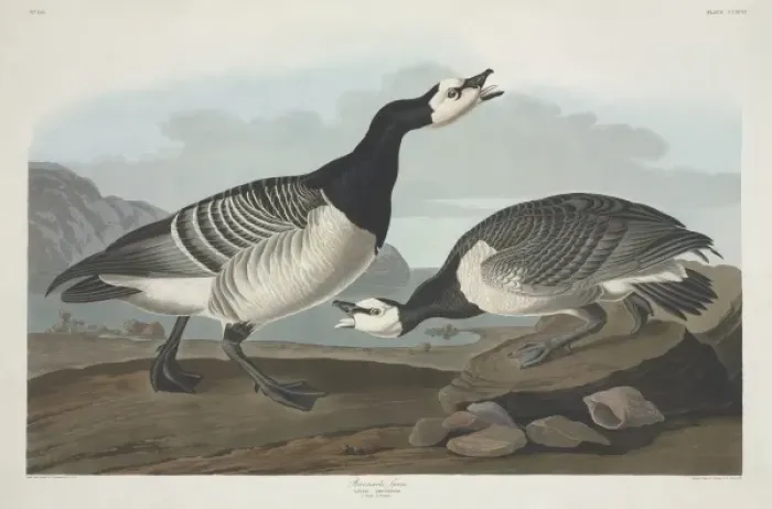 Framed Print : Branta leucopsis, barnacle goose Framed Print : Branta leucopsis, barnacle goose