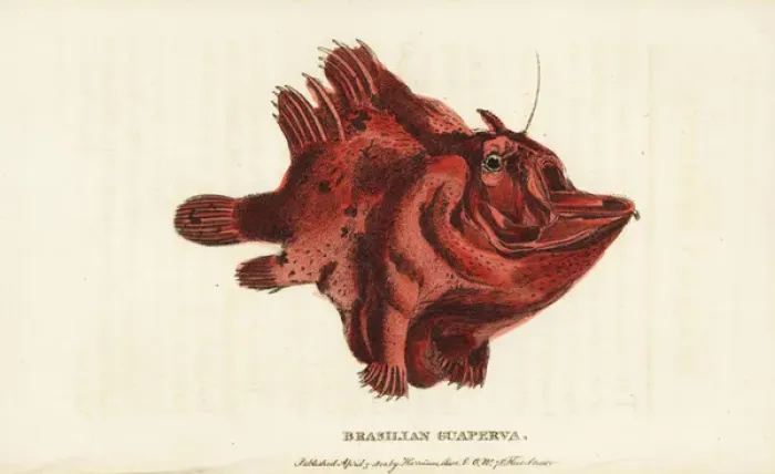 Framed Print : Brasilian guaperva, species of frogfish Antennariinae Framed Print : Brasilian guaperva, species of frogfish Antennariinae