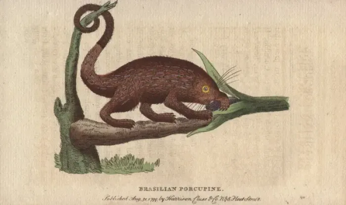 Framed Print : Brasilian porcupine, Coendou prehensilis Framed Print : Brasilian porcupine, Coendou prehensilis