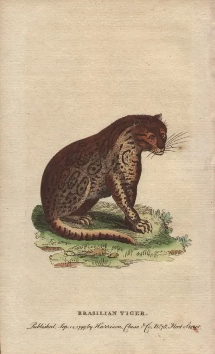 Framed Print : Brasilian tiger, Panthera onca Framed Print : Brasilian tiger, Panthera onca