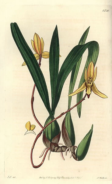 Brasiliorchis marginata orchid