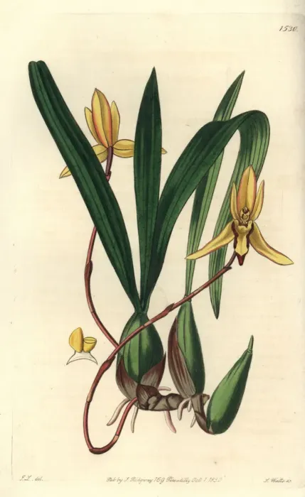 Framed Print : Brasiliorchis marginata orchid Framed Print : Brasiliorchis marginata orchid