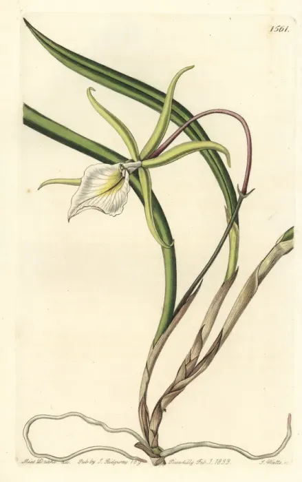 Framed Print : Brassavola perrinii orchid Framed Print : Brassavola perrinii orchid