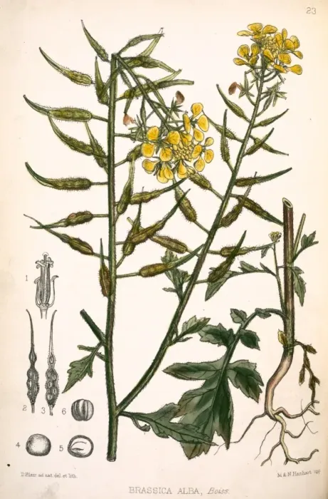 Framed Print : Brassica alba, white mustard Framed Print : Brassica alba, white mustard