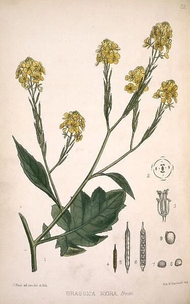 Brassica nigra, black mustard