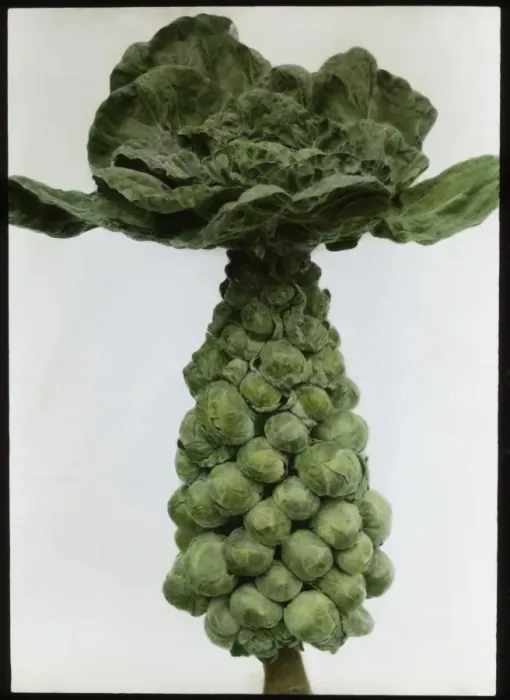 Framed Print : Brassica Oleracea Gemmifera (Brussels Sprouts) Framed Print : Brassica Oleracea Gemmifera (Brussels Sprouts)
