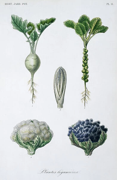 Brassica sp. Plate 11 from Le regne vegetal (1870): the plant kingdom, Vol 12