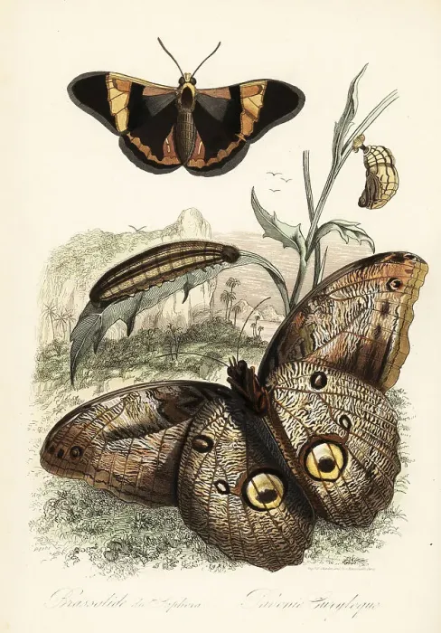 Framed Print : Brassolis sophorae butterfly and forest giant owl, Caligo eurilo Framed Print : Brassolis sophorae butterfly and forest giant owl, Caligo eurilo