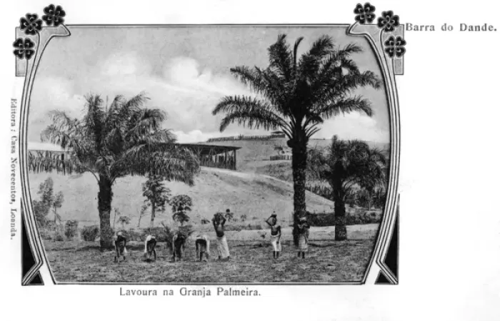 Framed Print : Brazil - Barra do Dande - Palm Plantation Framed Print : Brazil - Barra do Dande - Palm Plantation