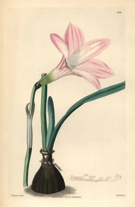 Framed Print : Brazilian copperlily or robust habranth, Habranthus robustus Framed Print : Brazilian copperlily or robust habranth, Habranthus robustus