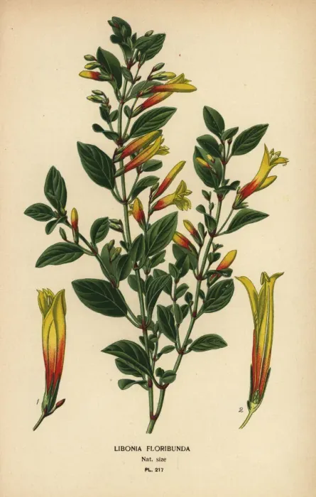 Framed Print : Brazilian fuchsia, Justicia floribunda Framed Print : Brazilian fuchsia, Justicia floribunda