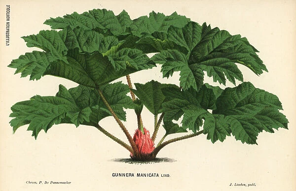 Brazilian giant-rhubarb, Gunnera manicata