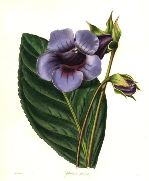 Framed Print : Brazilian gloxinia, Sinningia speciosa Framed Print : Brazilian gloxinia, Sinningia speciosa