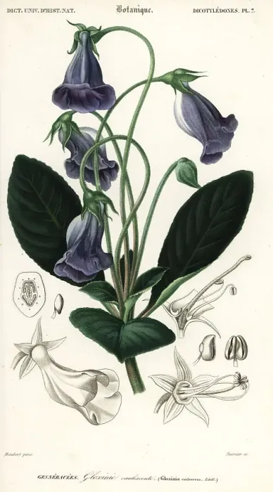 Framed Print : Brazilian gloxinia, Sinningia speciosa Framed Print : Brazilian gloxinia, Sinningia speciosa