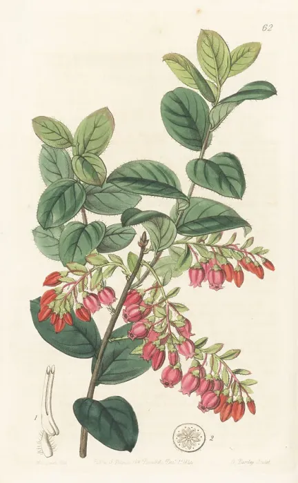 Framed Print : Brazilian huckleberry, Gaylussacia brasiliensis Framed Print : Brazilian huckleberry, Gaylussacia brasiliensis
