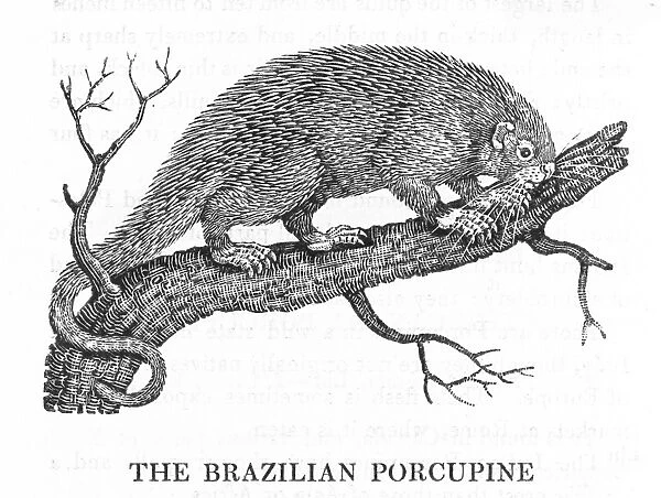 Brazilian Porcupine. histrix prehensilis It preys by night and sleeps in the day