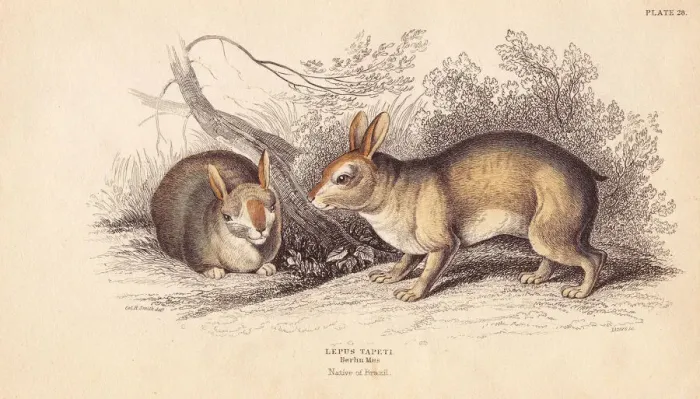Framed Print : Brazilian rabbit, Sylvilagus brasiliensis Framed Print : Brazilian rabbit, Sylvilagus brasiliensis