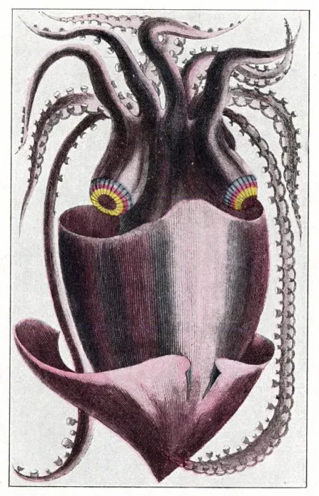 Framed Print : Brazilian squid Framed Print : Brazilian squid