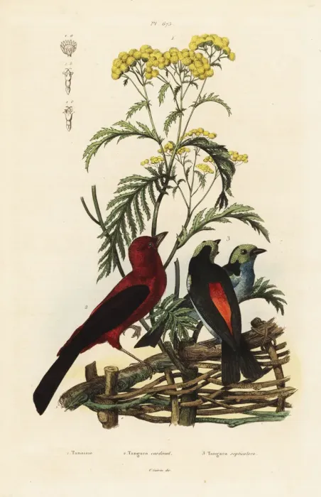 Framed Print : Brazilian tanager, Ramphocelus bresilius Framed Print : Brazilian tanager, Ramphocelus bresilius