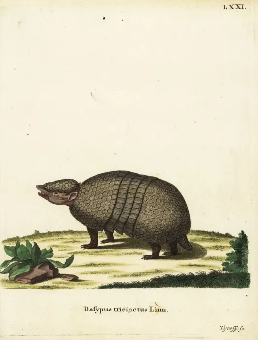 Framed Print : Brazilian three-banded armadillo, Tolypeutes tricinctus Framed Print : Brazilian three-banded armadillo, Tolypeutes tricinctus