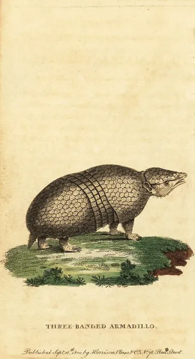 Framed Print : Brazilian three-banded armadillo, Tolypeutes tricinctus Framed Print : Brazilian three-banded armadillo, Tolypeutes tricinctus