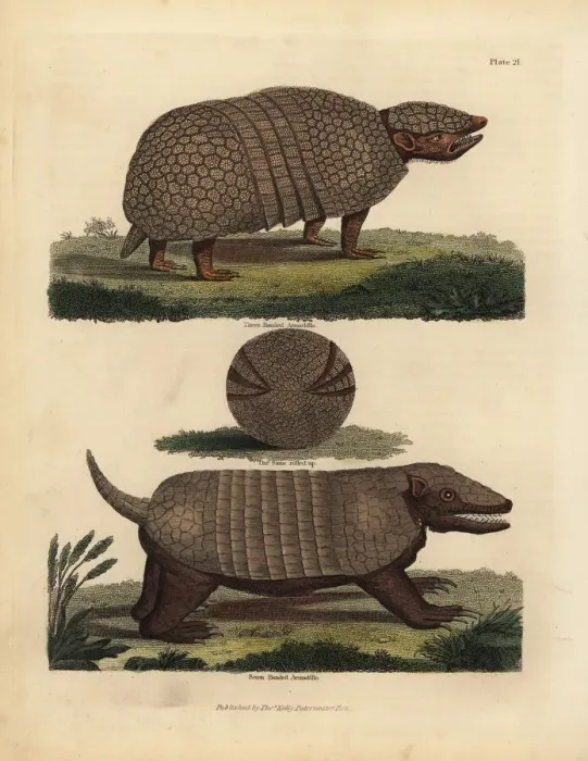 Framed Print : Brazilian three-banded armadillo and seven-banded armadillo Framed Print : Brazilian three-banded armadillo and seven-banded armadillo