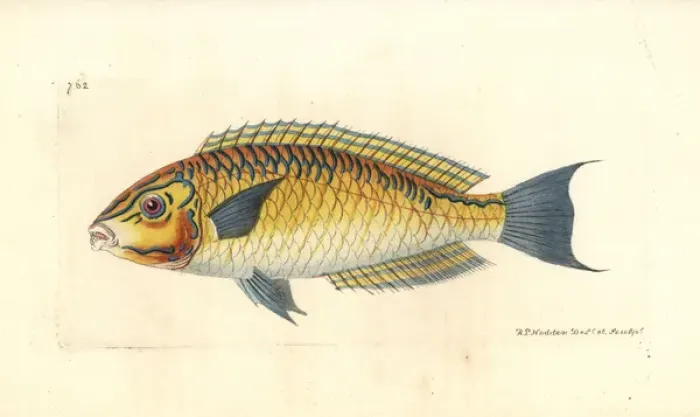 Framed Print : Brazilian wrasse, Halichoeres brasiliensis Framed Print : Brazilian wrasse, Halichoeres brasiliensis