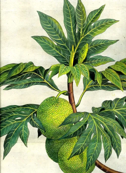 Framed Print : Bread Fruit Framed Print : Bread Fruit