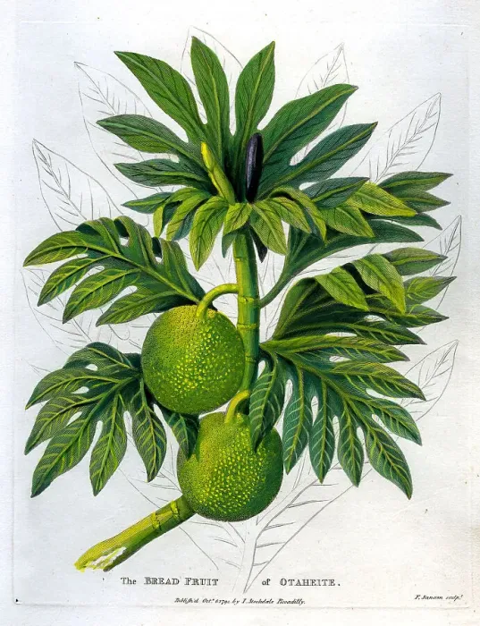 Framed Print : Bread Fruit of Otaheite Framed Print : Bread Fruit of Otaheite
