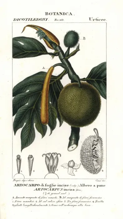 Framed Print : Breadfruit, Artocarpus altilis Framed Print : Breadfruit, Artocarpus altilis