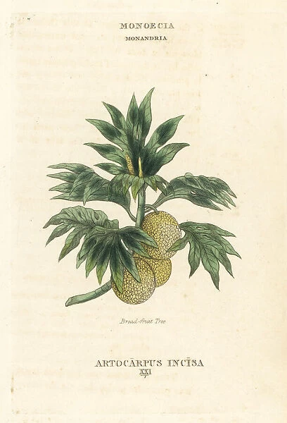 Breadfruit tree, Artocarpus altilis