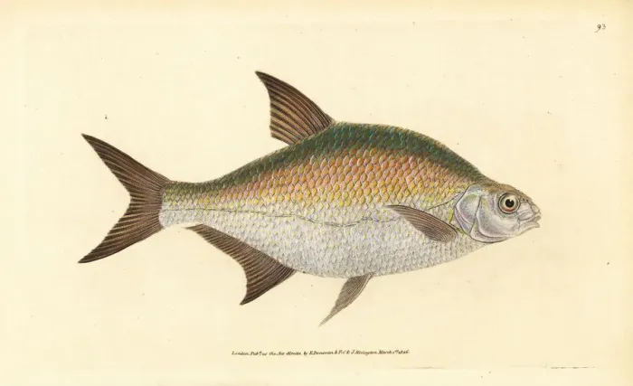 Framed Print : Bream, Abramis brama Framed Print : Bream, Abramis brama