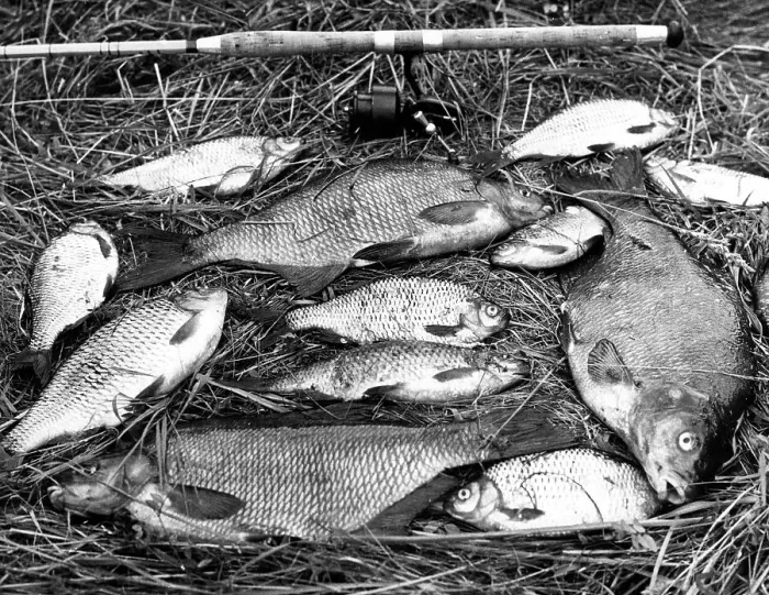 Framed Print : BREAM CATCH Framed Print : BREAM CATCH