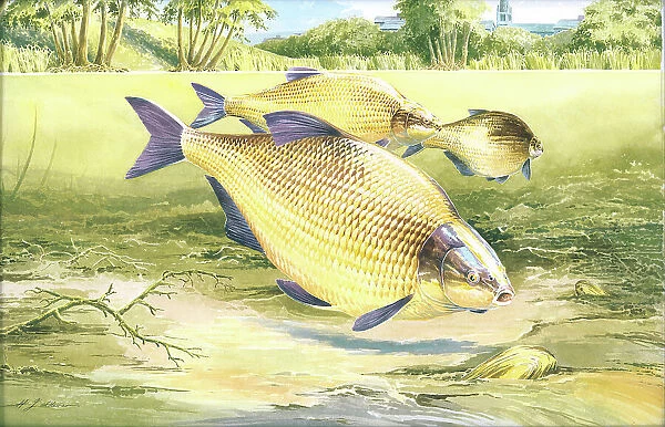 Bream by H.J. Oliver