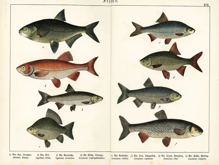 Framed Print : Bream, ide, Crucian carp, rudd, roach, chub and dace Framed Print : Bream, ide, Crucian carp, rudd, roach, chub and dace