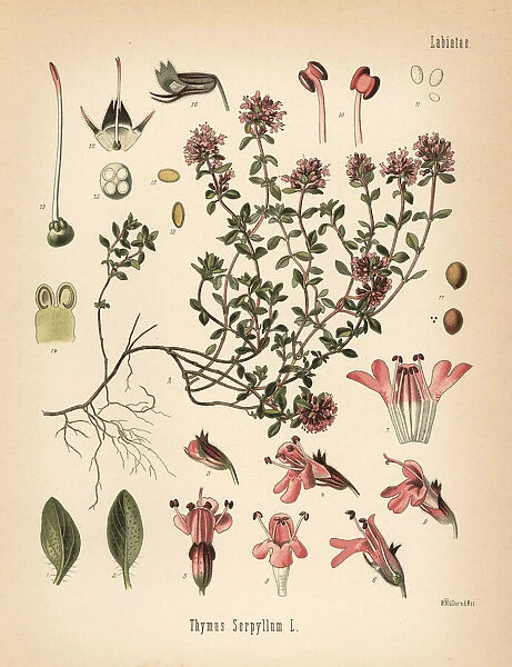 Breckland thyme or wild thyme, Thymus serpyllum