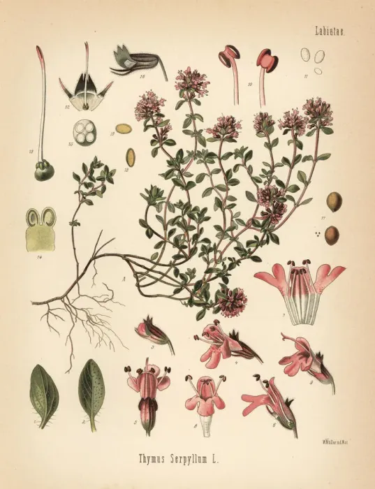 Framed Print : Breckland thyme or wild thyme, Thymus serpyllum