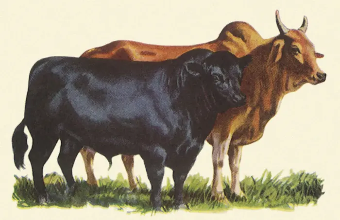 Framed Print : Two Breeds of Cattle Date: 1948 Framed Print : Two Breeds of Cattle Date: 1948