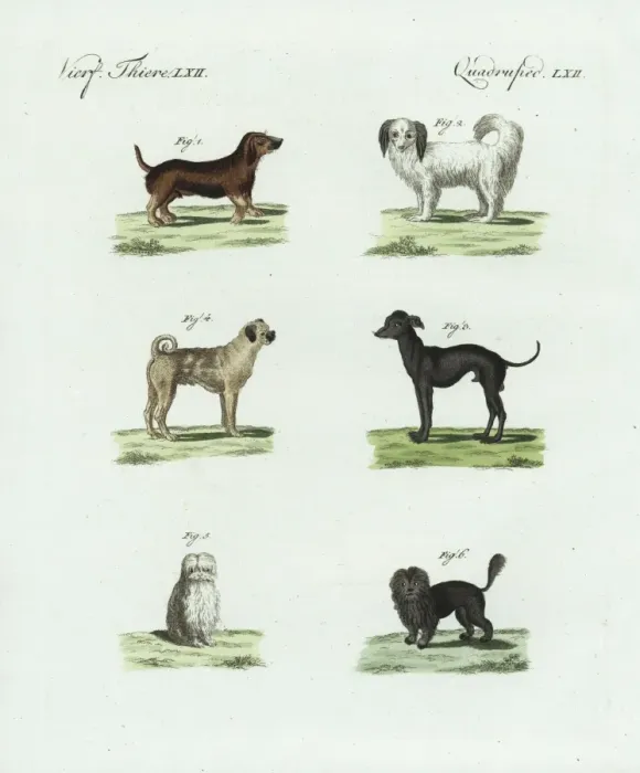 Framed Print : Breeds of dogs Framed Print : Breeds of dogs