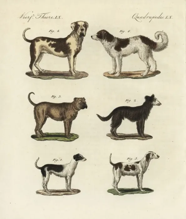 Framed Print : Breeds of dogs Framed Print : Breeds of dogs