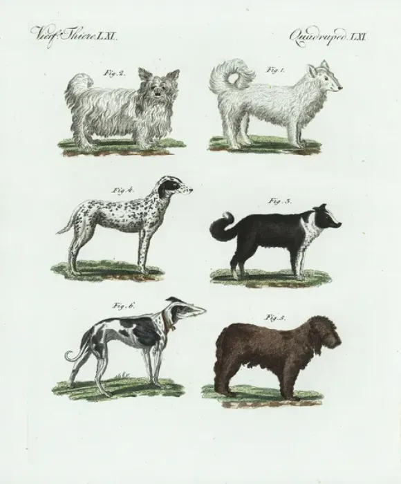 Framed Print : Breeds of dogs Framed Print : Breeds of dogs