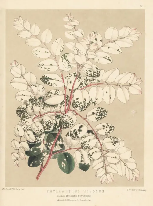 Framed Print : Breynia disticha, native to New Caledonia and Vanuatu Framed Print : Breynia disticha, native to New Caledonia and Vanuatu