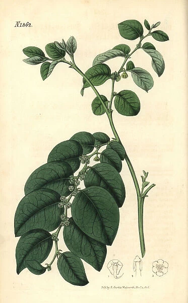 Breynia fruticosa