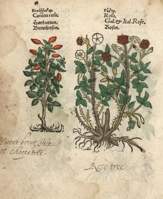 Framed Print : Briar or dog rose, Rosa canina and French rose Framed Print : Briar or dog rose, Rosa canina and French rose