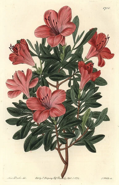 Brick red Chinese azalea, Rhododendron indicum