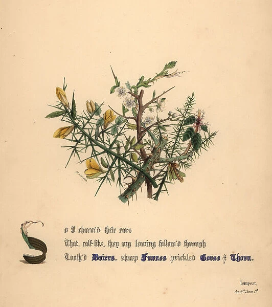 Briers, Furzes, Gorse and Thorn