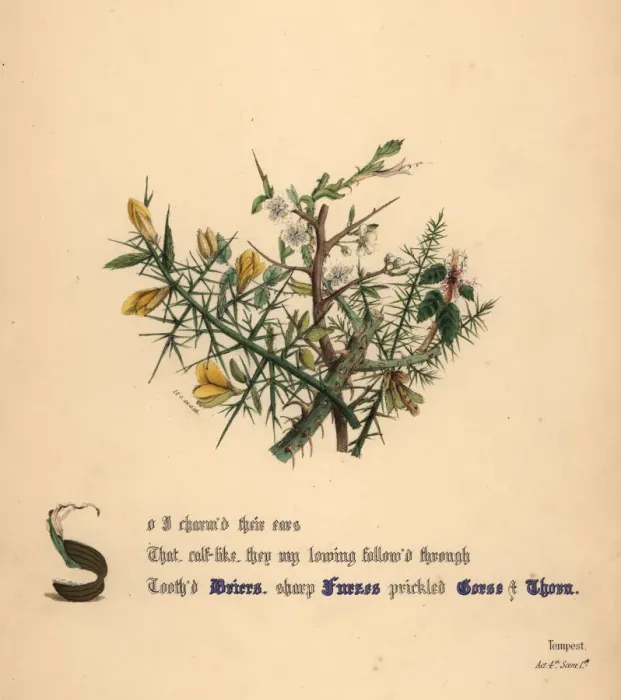 Framed Print : Briers, Furzes, Gorse and Thorn Framed Print : Briers, Furzes, Gorse and Thorn