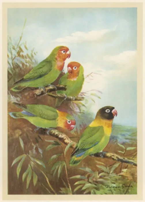 Framed Print : Bright Coloured Parrot Framed Print : Bright Coloured Parrot