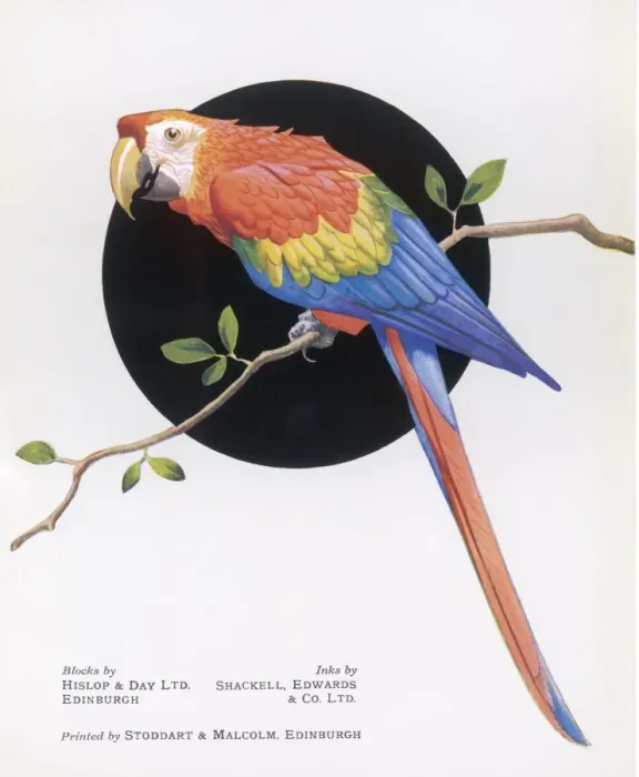 Framed Print : Bright Coloured Parrot Framed Print : Bright Coloured Parrot